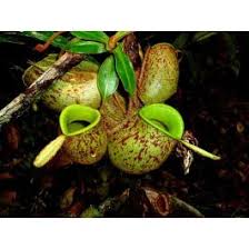 The largest species of pitcher plants in the world such as nepenthes rajah and nepenthes rafflesiana may occasionally catch small vertebrates such as rats and lizards. Nepenthes Ampullaria Seeds Carnivorous Pitcher Plant