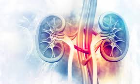 and transplant outcomes Revolutionary clinical trial poised to revolutionize kidney transplant practices