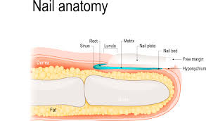 ingrown toenail surgery part a the