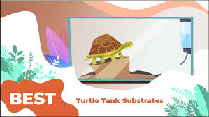 the 5 best turtle tank substrates best