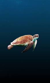 sea turtle iphone 6 background