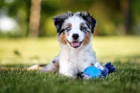 How much do australian shepherd puppies cost. Complete Mini Australian Shepherd Guide 6 Must Read Facts Perfect Dog Breeds