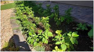 raised bed garden update in las vegas