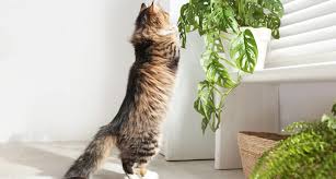 Safe Houseplants For Cats Humane