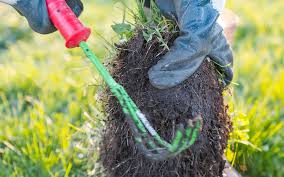 Kill Weeds In Your Lawn Organically