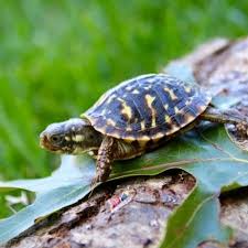 box turtle substrate what is best