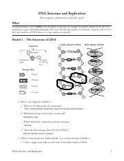 B) , guanine, cytosine and thymine are the four nitrogen bases. 18 Dna Structure And Replication S 1 Pdf Dna Structure And Replication How Is Genetic Information Stored And Copied Why Deoxyribonucleic Acid Or Dna Course Hero