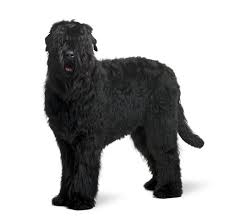 Grooming A Black Russian Terrier Dog Grooming Tutorial