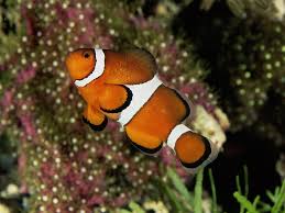 Clownfish voice changer is an application for changing your voice. Clownfish For Mac Pridebrown