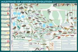 Mammal Poster Shows All Orders And Many Species Poster Is A