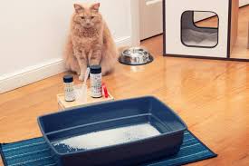 How To Get Rid Of Cat Urine Smells In A