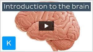 cerebral cortex structure and