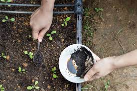 coffee grounds in your home and garden
