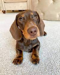 Mini dachshund puppies that we have available. Dapple Dachshund Puppies For Sale In Nc