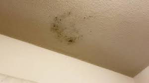 ceiling mold growth learn the cause