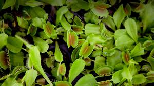 Venus fly trap are a hard band to pigeon hole taking their influences from a myriad of sources try velvet underground, bowie, kraftwerk, bauhaus, joy division, sisters of mercy, nin, roxy music, goldfrapp, doors, siouxsie & banshees, cure. Venus Flytrap San Diego Zoo Animals Plants