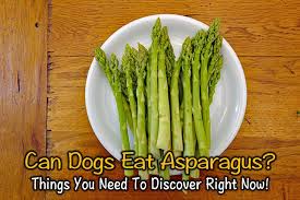 Asparagus is a delicious and versatile nutritional powerhouse, but you may wonder whether cooking it is necessary. Can Dogs Eat Asparagus Things You Need To Discover Right Now
