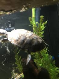 A wide variety of pet box turtle options are available to you, such as material, use, and feature. Does This African Sideneck Turtle Have Shell Rot I Got Him At Petsmart Today And Am Not Sure If I Should Take Him Back And Get The Other Turtle With The Darker