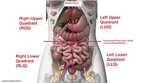 The left lower quadrant, the right lower. Four Abdominal Quadrants And Nine Abdominal Regions Anatomy And Physiology
