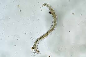 beneficial nematodes to combat insect