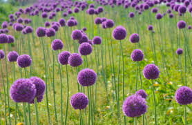 When And How To Plant Allium Bulbs