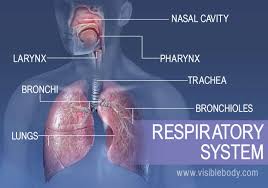 The greater part of the lower respiratory tract is insensitive to pain. 5 Functions Of Respiratory System Respiratory Anatomy