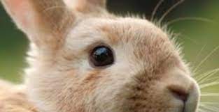common rabbit eye problems to keep an