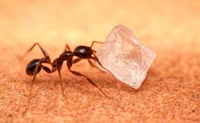 Ant traps are designed with entry and exit holes that permit easy access to the poisoned bait contained within; Get Rid Of Sugar Ants In 3 Steps