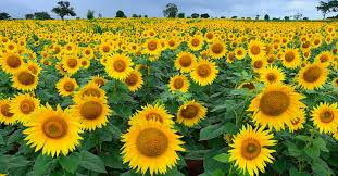 Ddlj Moment In Sunflower Fields