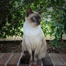 Thompson's efforts, along with those of geneticist clyde keeler burmese cats are so accommodating, in fact, that they make excellent playmates for children. Tonkinese Cat Wikipedia