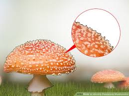 3 Ways To Identify Poisonous Mushrooms Wikihow