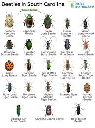 types of beetles in south carolina with