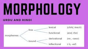 Morpheme that must attach to a root (base) to make a word. Morphology Morpheme Bound Free Lexical Functional Inflectional Derivational Analysis Youtube