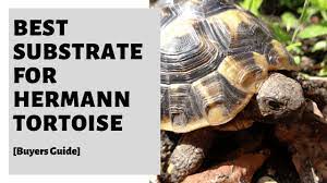 best substrate for hermann tortoise