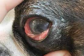 a guide to corneal ulcers in dogs dr