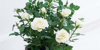 how to care for an indoor rose plant
