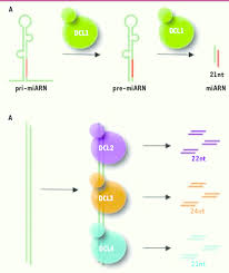 14 фраз в 7 тематиках. Biogenese Des Miarn Et Siarn Chez Les Plantes A Biogenese Des Miarn Download Scientific Diagram