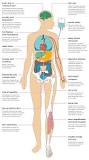 Image result for What should I Know about Chemotherapy