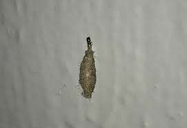 Case Bearing Moth On Walls Quick