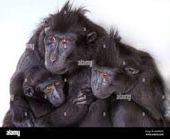 Bébé singe à crête Banque de photographies et d'images à haute résolution -  Alamy