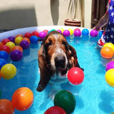 your dog a wading pool