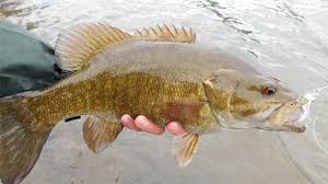 Smallmouth Bass Features And Size Bass Fishing Gurus