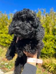 poodle x in new south wales dogs