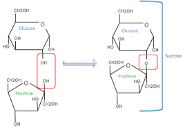 simple sugar molecule overview