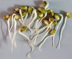 mung bean sprouts nutrition facts and