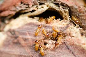 diy termite control vs professional