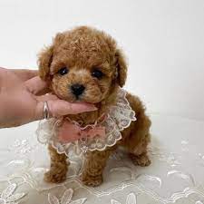 toy teacup poodle puppies in ohio