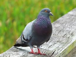 get rid of pigeons at bird feeders