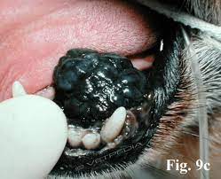 malignant melanoma in dogs a colorful