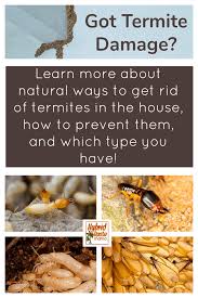 how to get rid of termites naturally